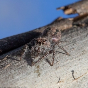 Sandalodes superbus at Holt, ACT - 11 Sep 2020