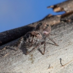 Sandalodes superbus at Holt, ACT - 11 Sep 2020