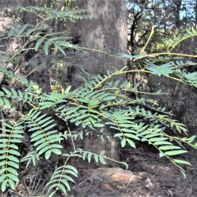 Acacia elata (Mountain Cedar Wattle) at Fitzroy Falls - 11 Sep 2020 by plants