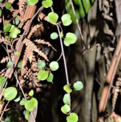 Muehlenbeckia complexa (Wire Vine) at Morton National Park - 11 Sep 2020 by plants