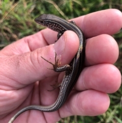 Ctenotus robustus (Robust Striped-skink) at Cook, ACT - 11 Sep 2020 by JasonC