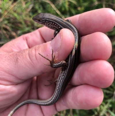 Ctenotus robustus (Robust Striped-skink) at Cook, ACT - 12 Sep 2020 by JasonC