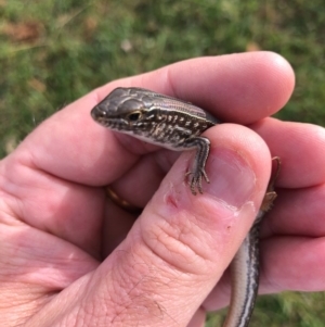 Ctenotus robustus at Cook, ACT - 12 Sep 2020