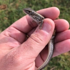 Ctenotus robustus at Cook, ACT - 12 Sep 2020