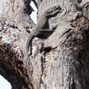 Varanus varius at Black Range, NSW - suppressed