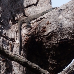 Varanus varius at Black Range, NSW - suppressed