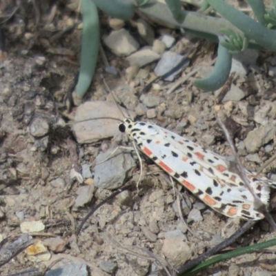 Utetheisa (genus) (A tiger moth) at Googong Foreshore - 12 Sep 2020 by Christine