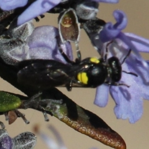 Meroglossa itamuca at Gundaroo, NSW - 11 Sep 2020 12:52 PM