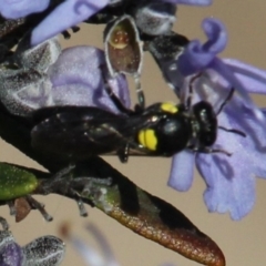 Meroglossa itamuca (A Masked Bee) at MTR591 at Gundaroo - 11 Sep 2020 by MaartjeSevenster