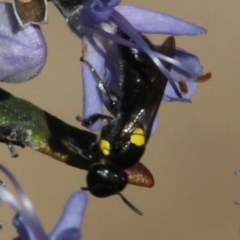 Meroglossa itamuca at Gundaroo, NSW - 11 Sep 2020