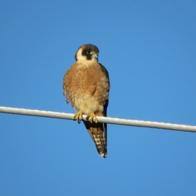 Falco longipennis (Australian Hobby) at Fyshwick, ACT - 11 Sep 2020 by RodDeb
