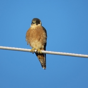 Falco longipennis at Fyshwick, ACT - 11 Sep 2020