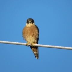 Falco longipennis at Fyshwick, ACT - 11 Sep 2020 11:50 AM