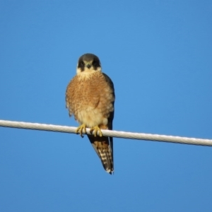 Falco longipennis at Fyshwick, ACT - 11 Sep 2020 11:50 AM