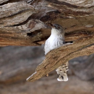 Daphoenositta chrysoptera (Varied Sittella) at Mount Ainslie - 12 Sep 2020 by jb2602