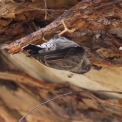 Daphoenositta chrysoptera at Majura, ACT - 12 Sep 2020