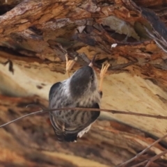 Daphoenositta chrysoptera at Majura, ACT - 12 Sep 2020 12:54 PM