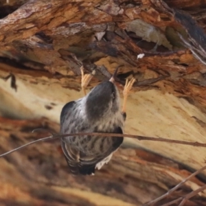 Daphoenositta chrysoptera at Majura, ACT - 12 Sep 2020