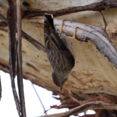 Daphoenositta chrysoptera at Majura, ACT - 12 Sep 2020