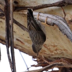 Daphoenositta chrysoptera at Majura, ACT - 12 Sep 2020 12:54 PM