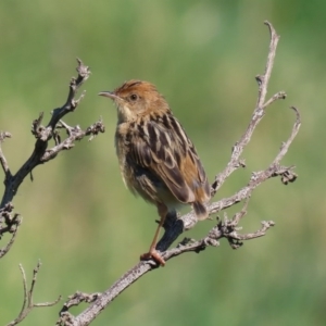 Cisticola exilis at Fyshwick, ACT - 11 Sep 2020 02:18 PM