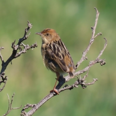 Cisticola exilis (Golden-headed Cisticola) at Jerrabomberra Wetlands - 11 Sep 2020 by RodDeb