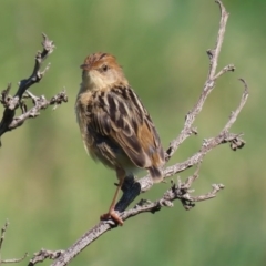 Cisticola exilis at Fyshwick, ACT - 11 Sep 2020 02:18 PM