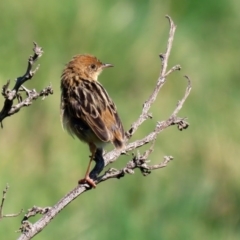 Cisticola exilis at Fyshwick, ACT - 11 Sep 2020