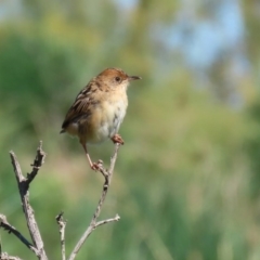 Cisticola exilis at Fyshwick, ACT - 11 Sep 2020