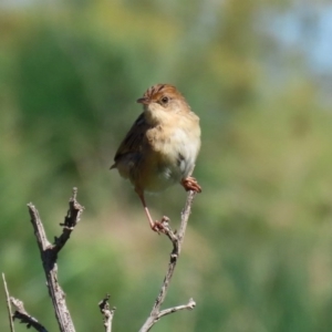 Cisticola exilis at Fyshwick, ACT - 11 Sep 2020