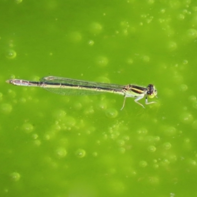 Ischnura aurora (Aurora Bluetail) at Jerrabomberra Wetlands - 11 Sep 2020 by RodDeb