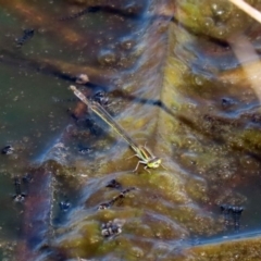 Ischnura aurora at Fyshwick, ACT - 11 Sep 2020