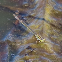 Ischnura aurora at Fyshwick, ACT - 11 Sep 2020