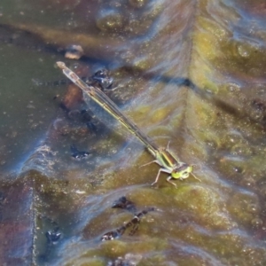 Ischnura aurora at Fyshwick, ACT - 11 Sep 2020