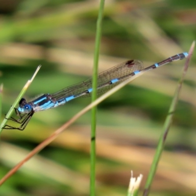 Austrolestes leda (Wandering Ringtail) at Jerrabomberra Wetlands - 11 Sep 2020 by RodDeb