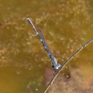 Austrolestes leda at Fyshwick, ACT - 11 Sep 2020 01:16 PM