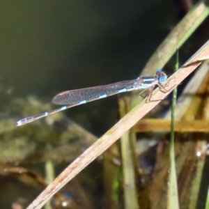 Austrolestes leda at Fyshwick, ACT - 11 Sep 2020