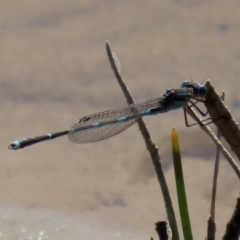 Austrolestes leda at Fyshwick, ACT - 11 Sep 2020