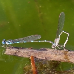 Austrolestes leda (Wandering Ringtail) at Jerrabomberra Wetlands - 11 Sep 2020 by RodDeb