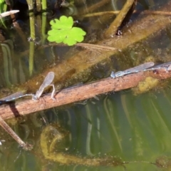 Austrolestes leda at Fyshwick, ACT - 11 Sep 2020