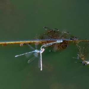 Austrolestes leda at Fyshwick, ACT - 11 Sep 2020