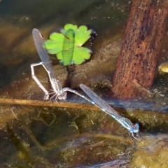 Austrolestes leda at Fyshwick, ACT - 11 Sep 2020