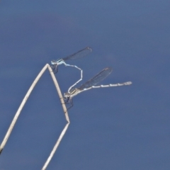 Austrolestes leda at Fyshwick, ACT - 11 Sep 2020