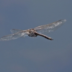 Anax papuensis (Australian Emperor) at Jerrabomberra Wetlands - 11 Sep 2020 by RodDeb