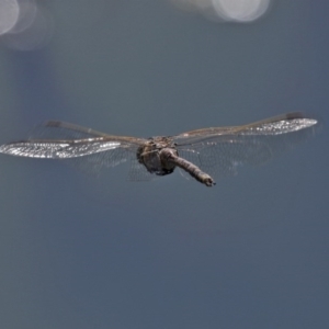 Anax papuensis at Fyshwick, ACT - 11 Sep 2020