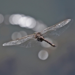 Anax papuensis at Fyshwick, ACT - 11 Sep 2020