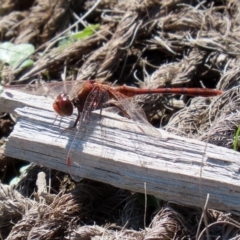 Diplacodes bipunctata (Wandering Percher) at Jerrabomberra Wetlands - 11 Sep 2020 by RodDeb