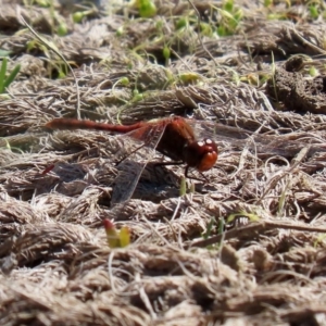 Diplacodes bipunctata at Fyshwick, ACT - 11 Sep 2020