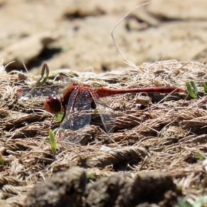 Diplacodes bipunctata at Fyshwick, ACT - 11 Sep 2020