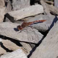 Diplacodes bipunctata (Wandering Percher) at Jerrabomberra Wetlands - 11 Sep 2020 by RodDeb